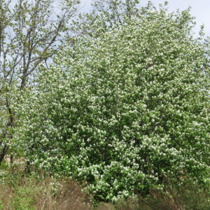 MARJATUOMIPIHLAJA Amelanchier alnifolia