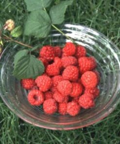 VADELMA 'Maurin makea' Rubus idaeus