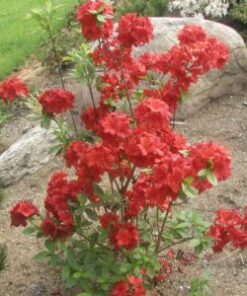 PUISTOATSALEA 'Nabucco' Rhododendron
