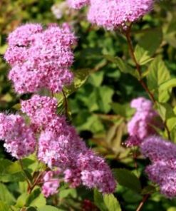 LOISTOANGERVO Spiraea japonica 'Odensala'