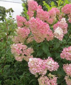 SYYSHORTENSIA 'Pinky Winky' Hydrangea paniculata