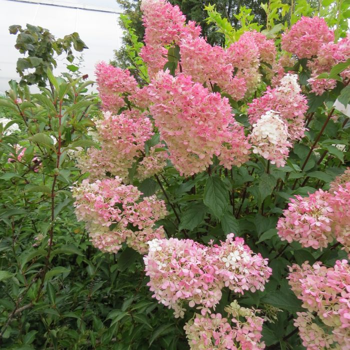 SYYSHORTENSIA 'Pinky Winky' Hydrangea paniculata