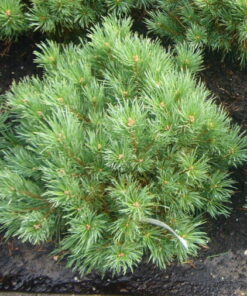 KÄÄPIÖVUORIMÄNTY 30-40cm Pinus mugo pumilio