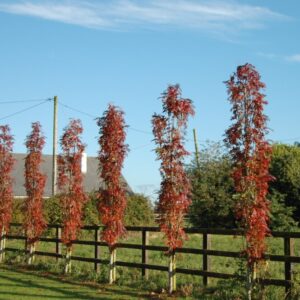 PYLVÄSPIHLAJA Sorbus aucuparia 'Fingerprint'