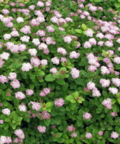 RINNEANGERVO Spiraea splendens