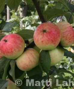 OMENAPUU 'Sariola' syyslajike