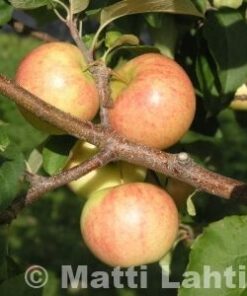 OMENAPUU 'Särsö' syyslajike