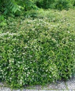 SEPPELVARPU Stephanandra incisa 'CRISPA'