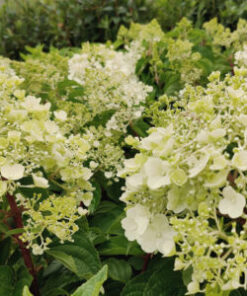 SYYSHORTENSIA 'Silver Dollar' Hydrangea paniculata