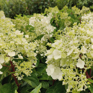 SYYSHORTENSIA 'Silver Dollar' Hydrangea paniculata