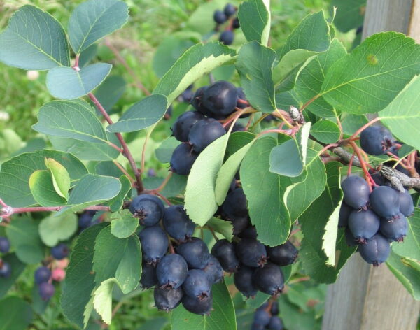 MARJATUOMIPIHLAJA 'Smoky' Amelanchier alnifolia rungollinen