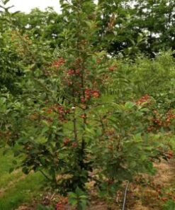 PENSASKIRSIKKA 'Tamaris' Prunus cerasus