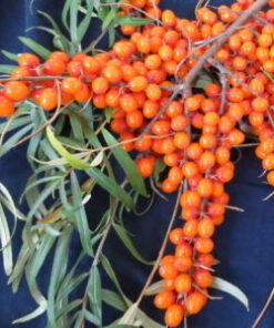 TYRNI 'Augustinka' Hippophae rhamnoides