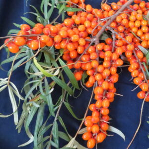TYRNI 'Augustinka' Hippophae rhamnoides