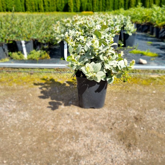 VILLAPAJU Salix lantana