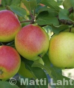 OMENAPUU 'Vuokko' kesälajike