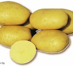 SIEMENPERUNA  Afra 10kg