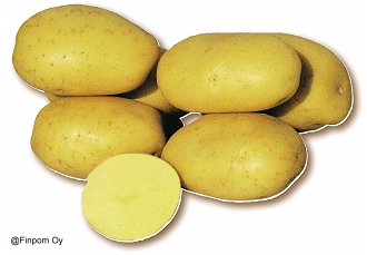 SIEMENPERUNA Afra 10kg