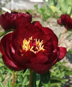 HYBRIDIPIONI Buckley Belle