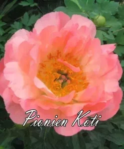 HYBRIDIPIONI Coral Sunset