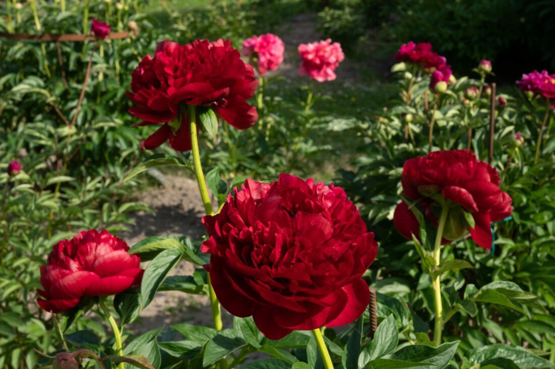 HYBRIDIPIONI Henry Bockstoce