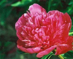 Kiinanpioni Kelway's Brilliant