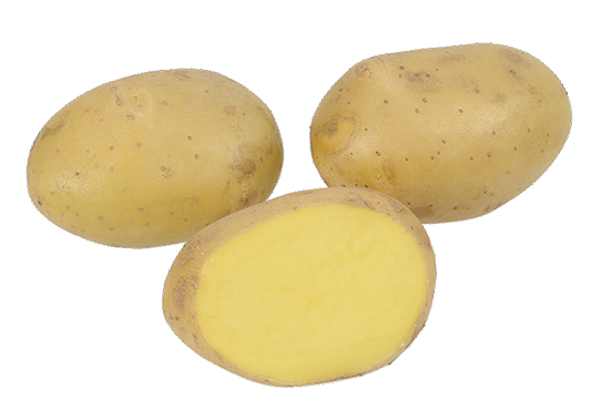 SIEMENPERUNA Lady Felicia 3 kg