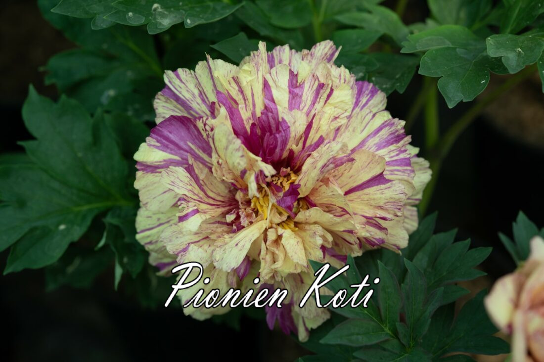 PIONI Lollipop Itoh-hybridi - Image 2