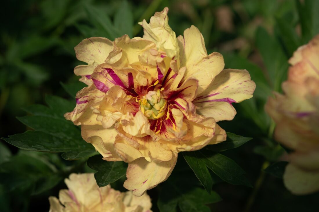 PIONI Lollipop Itoh-hybridi