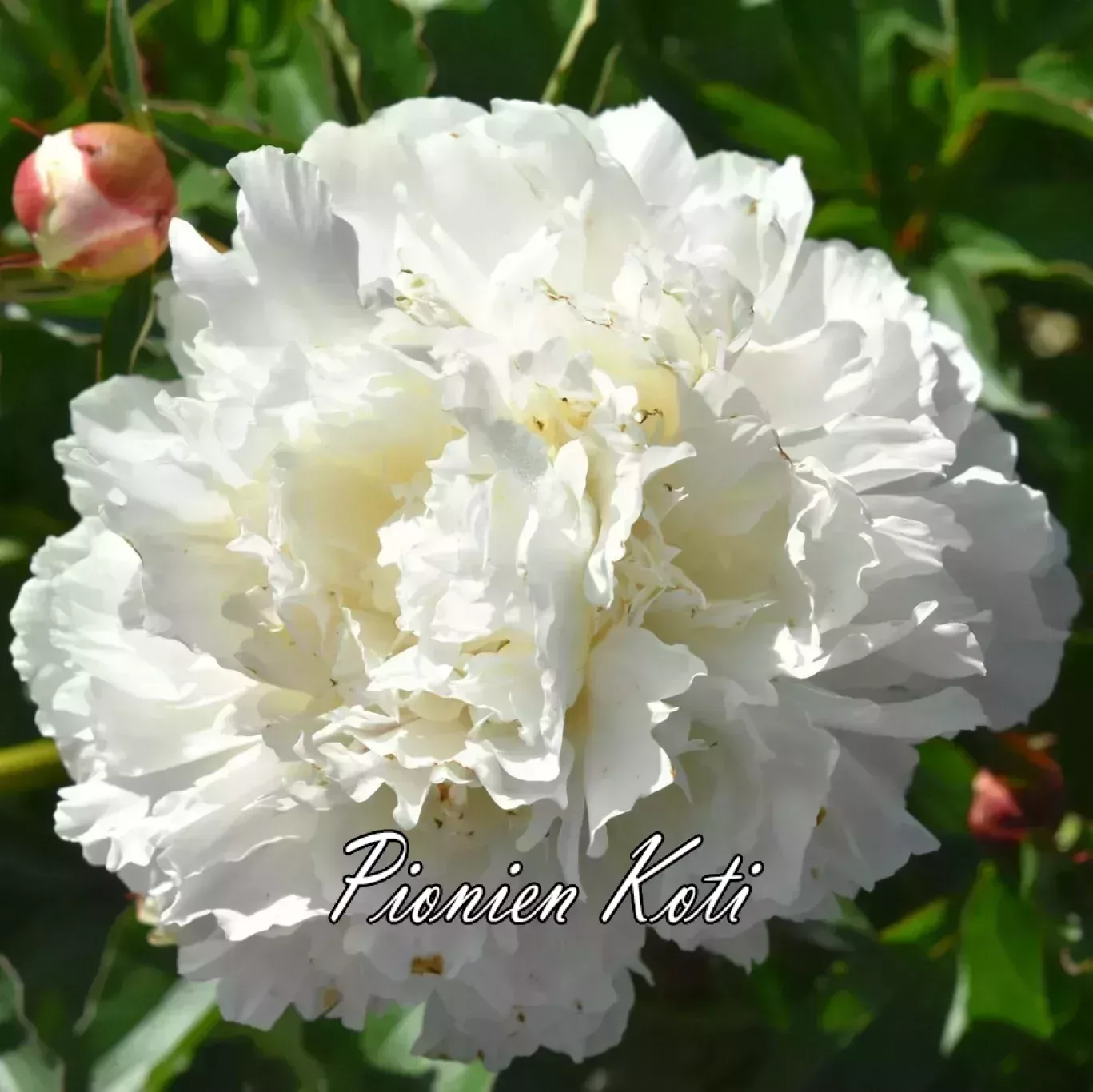 Kiinanpioni Shirley Temple - Image 2