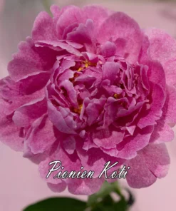 Kiinanpioni The Fawn