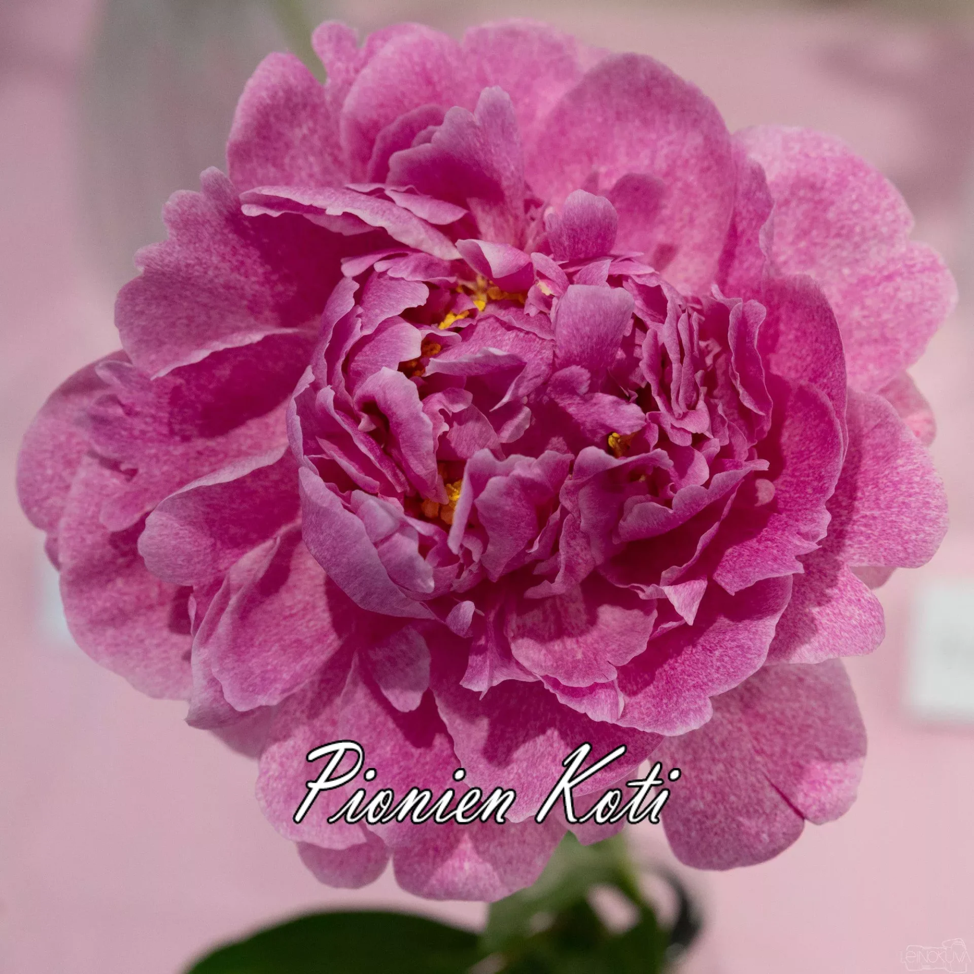 Kiinanpioni The Fawn