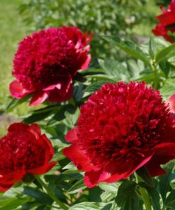 HYBRIDIPIONI Red Charm