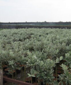 ALPPIPAJU Salix helvetica