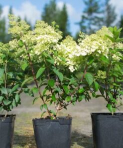 SYYSHORTENSIA 'Bobo' Hydrangea paniculata