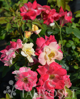 RUUSU 'Campfire' Rosa - Image 2