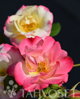 RUUSU 'Campfire' Rosa