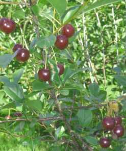 PENSASKIRSIKKA 'Carmine Jewel' Prunus cerasus