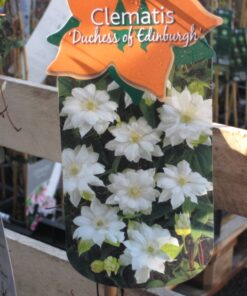 LOISTOKÄRHÖ 'Duchess of Edinburgh' Clematis