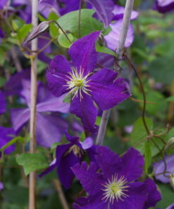 LOISTOKÄRHÖ 'Jackmanii' Clematis