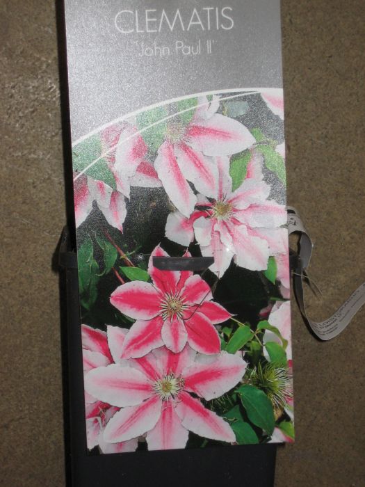 LOISTOKÄRHÖ 'Jan Pawel II' Clematis