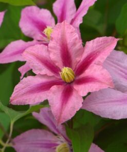 LOISTOKÄRHÖ 'Rosamunde' Clematis