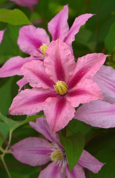 LOISTOKÄRHÖ 'Rosamunde' Clematis