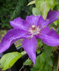 LOISTOKÄRHÖ 'The President' Clematis