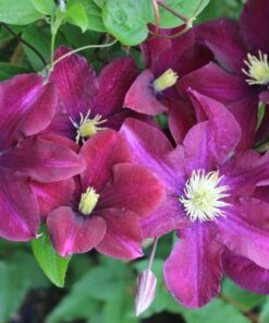 LOISTOKÄRHÖ 'Warszawska Nike' Clematis