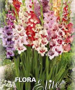 Gladiolus mix kukkasipulit