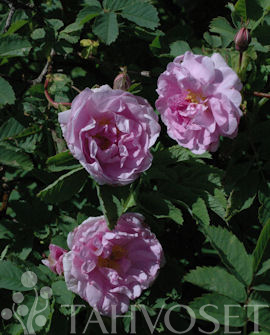 BLANDARUUSU 'Herttoniemi' Rosa Blanda