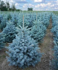 HOPEAKUUSI 'Super Blue' 80-100cm Picea pungens