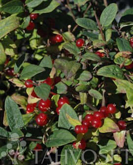 HUNTUKUUSAMA 'DropmoreI' Lonicera x Bella - Image 3