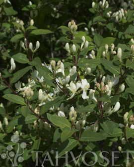 HUNTUKUUSAMA 'DropmoreI' Lonicera x Bella